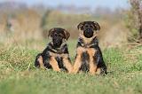 BERGER ALLEMAND 580